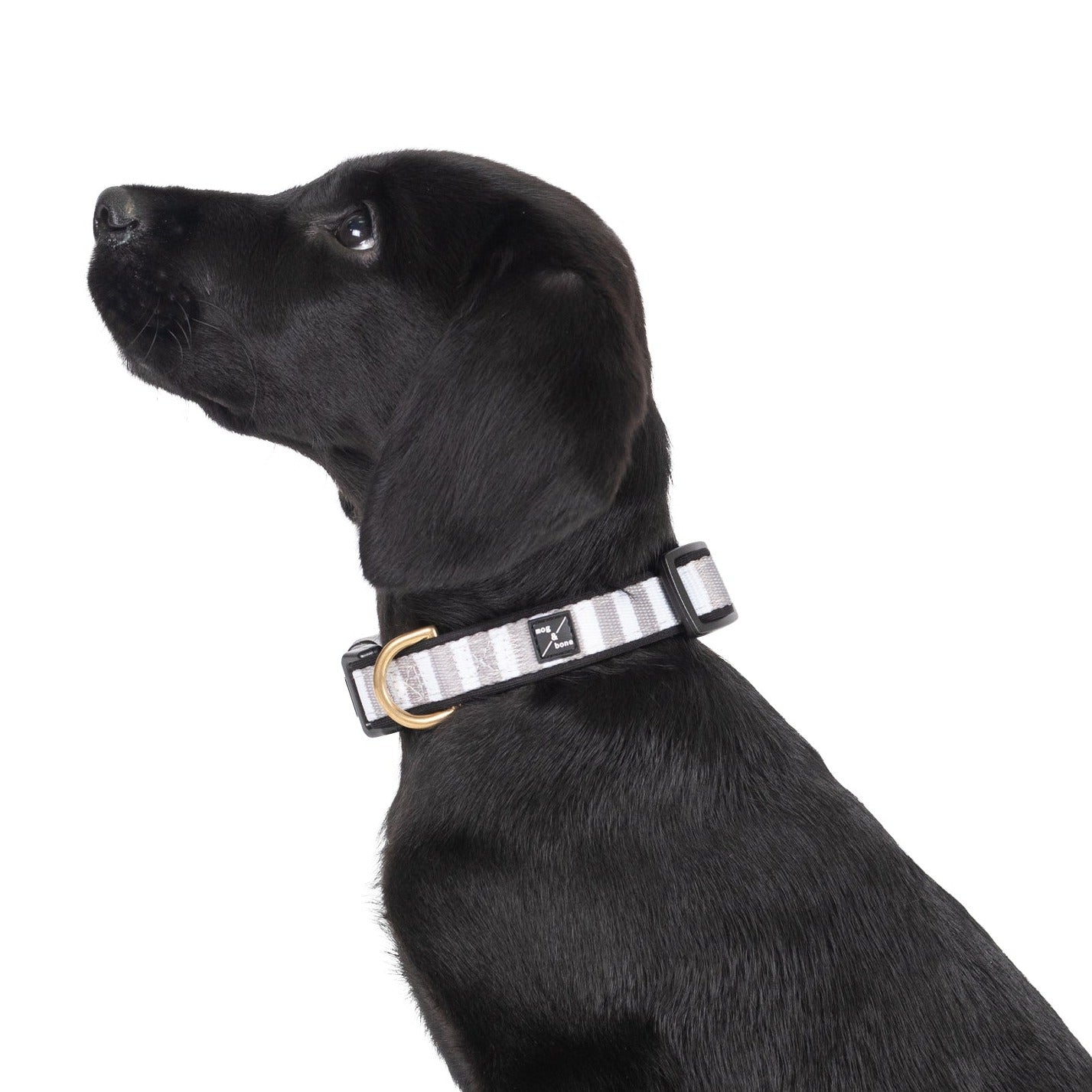 Neoprene Dog Collar - Latte Hamptons Stripe Print