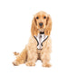 Neoprene Dog Harness - Latte Hamptons Stripe