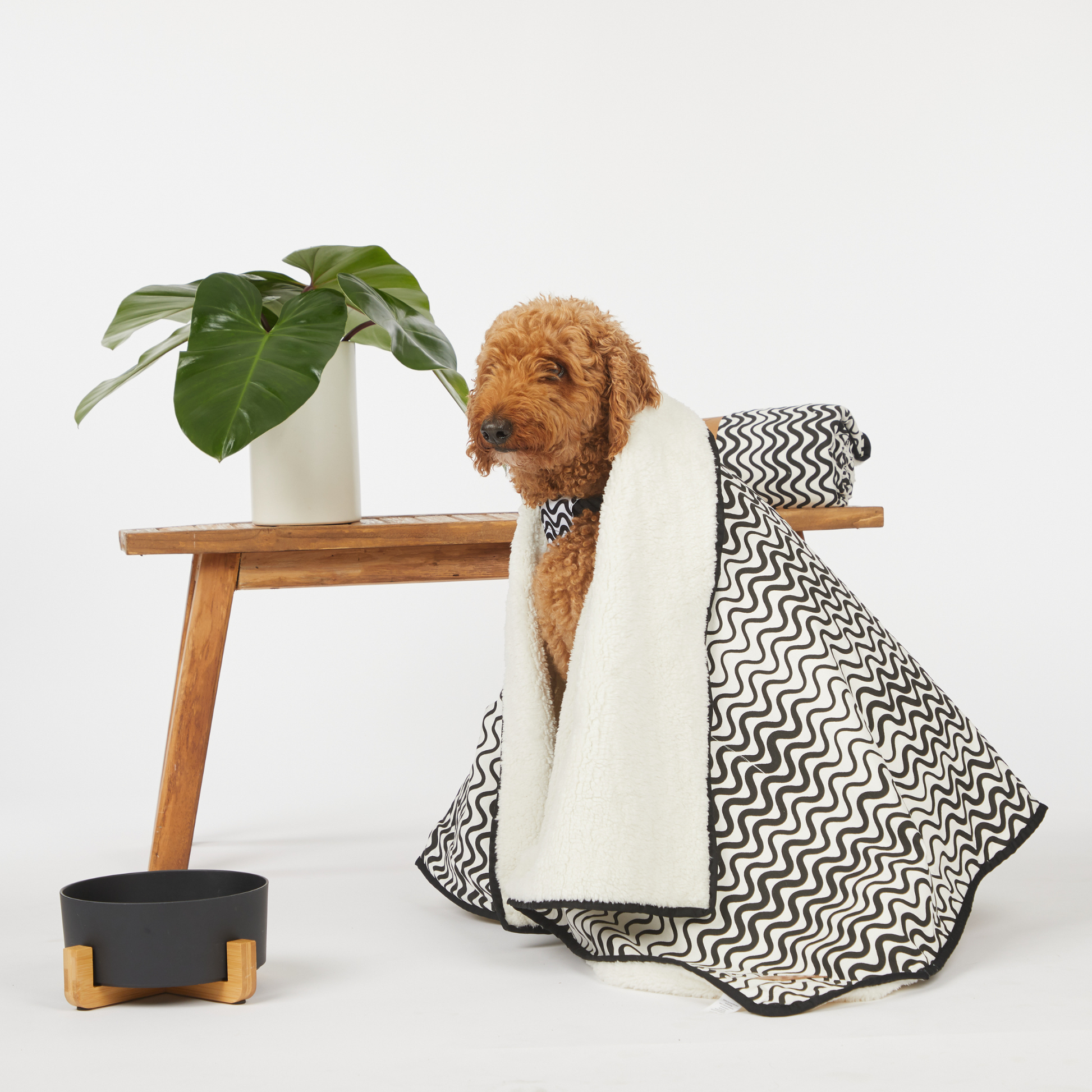 Puppy blanket toy online