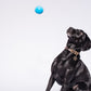 Ball - Jive Ball