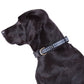 Neoprene Dog Collar - Navy Check Print