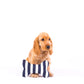 Toy - Bone Shape, soft - Navy Hamptons Stripe