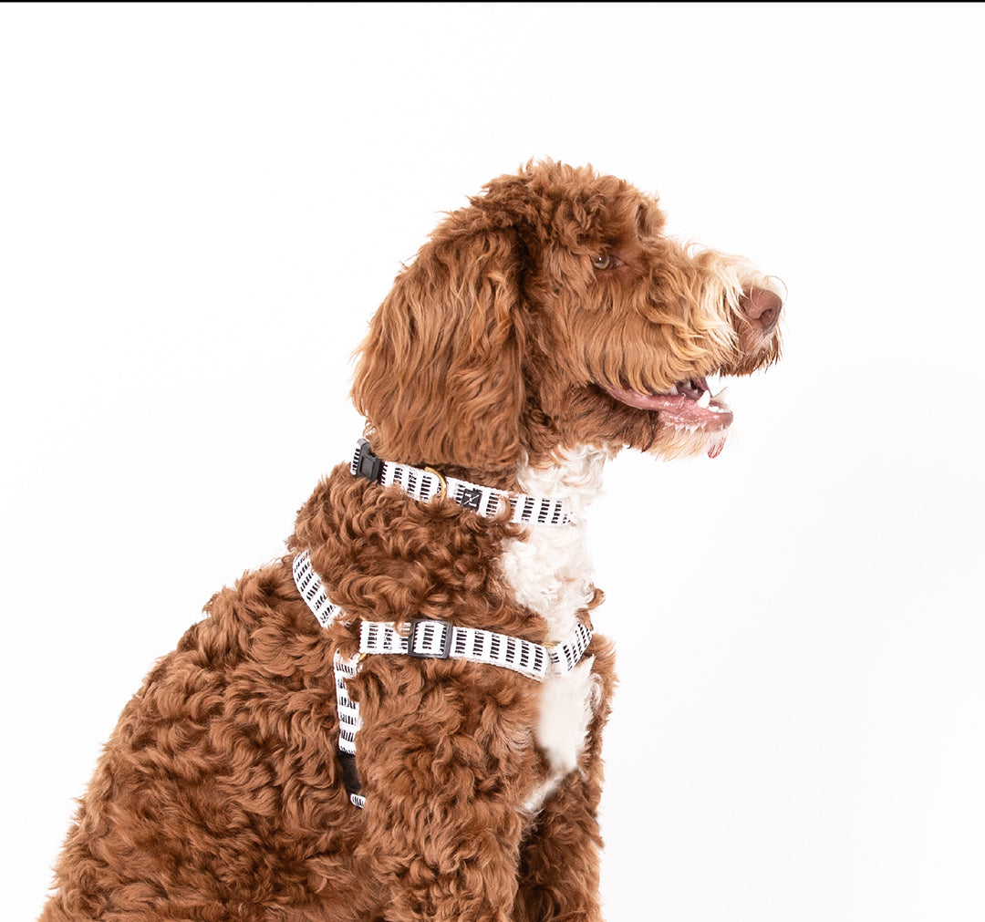 Hemp Dog Collar - Black Mosaic Print