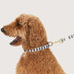 A brown poodle wearing a striped hemp dog collar with brass fittings.