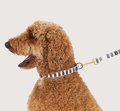 A brown poodle wearing a striped hemp dog collar with brass fittings.