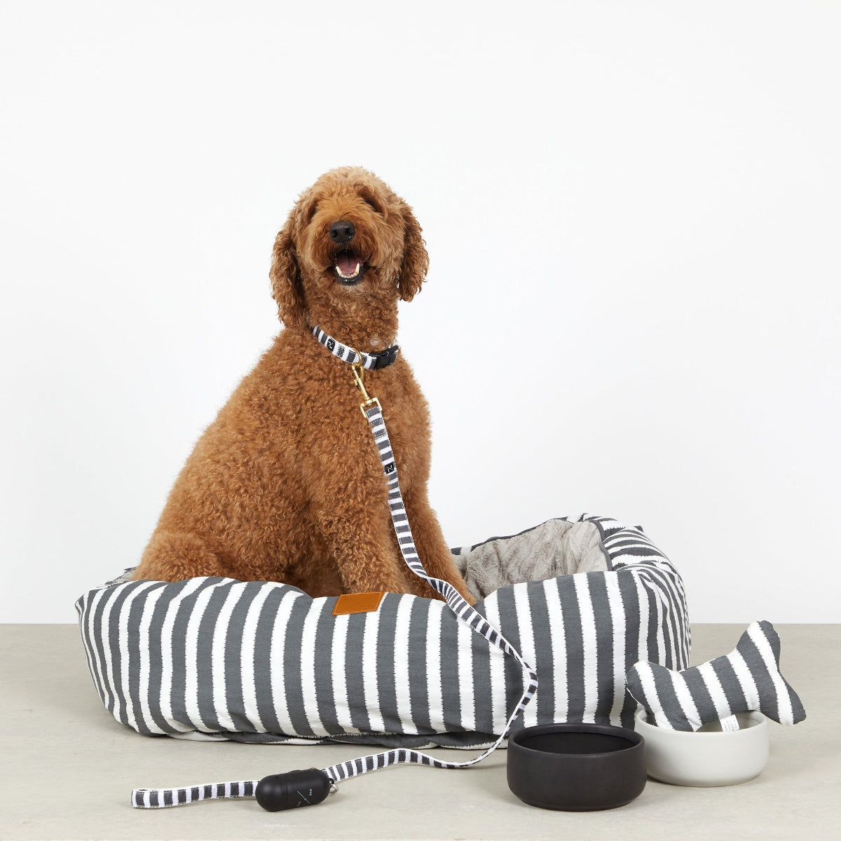 Brown dog sitting on a striped pet bed with a leash attached, on a white background