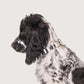 Dog wearing a collar on a white background