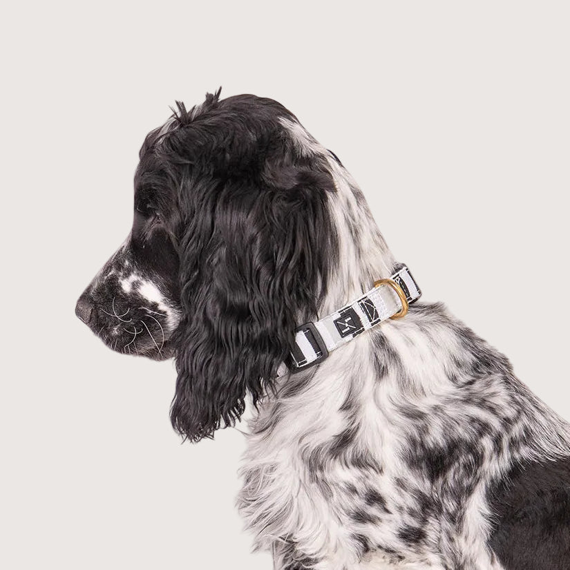Dog wearing a collar on a white background