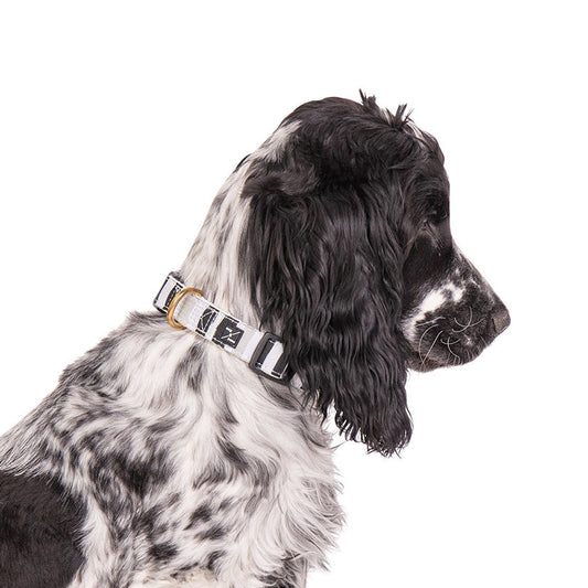 Dog wearing a collar on a white background