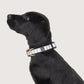 Neoprene Dog Collar - Latte Hamptons Stripe