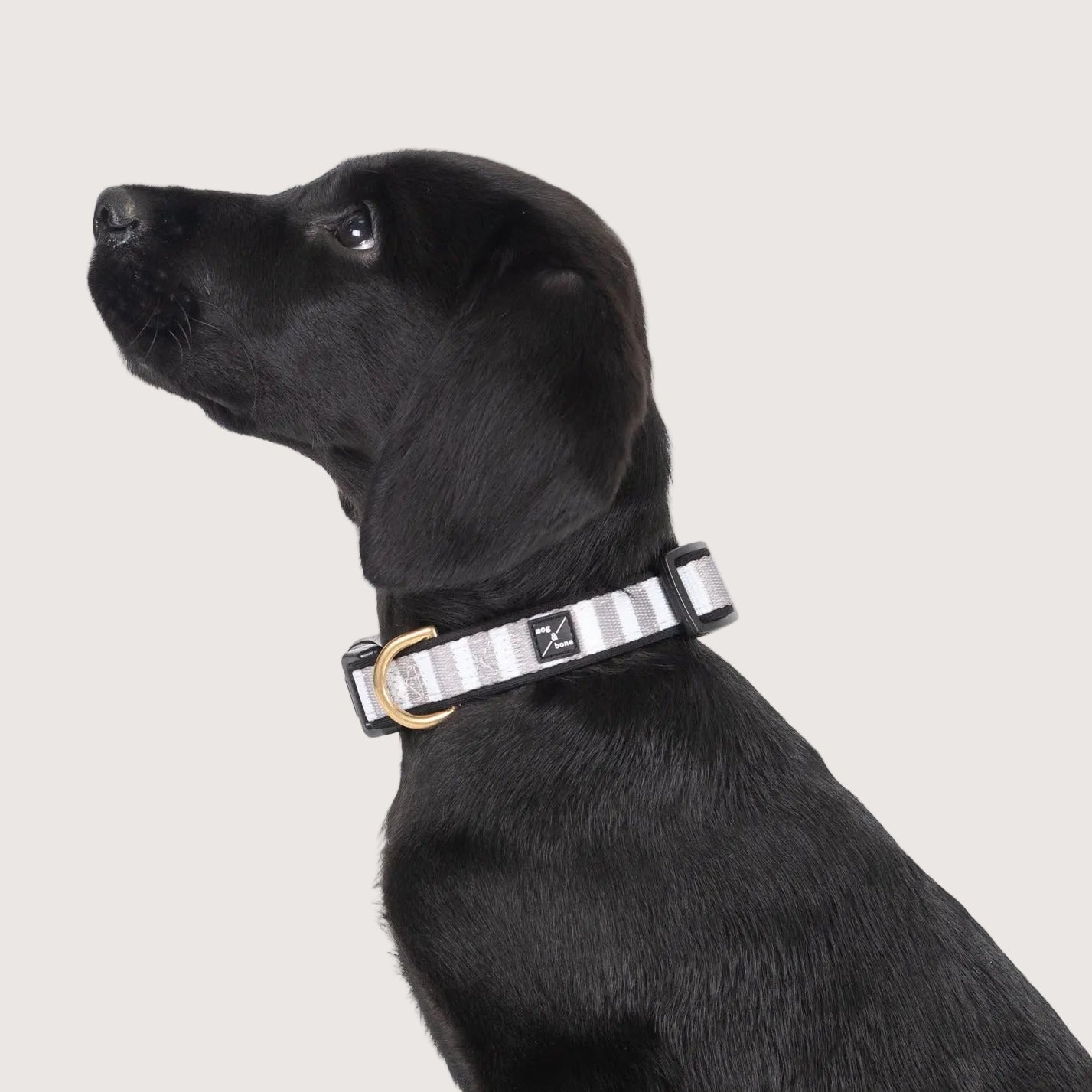 Neoprene Dog Collar - Latte Hamptons Stripe
