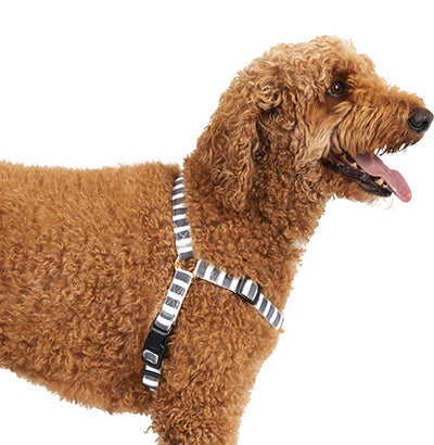 A dog wearing a charcoal striped hemp harness with brass fittings.