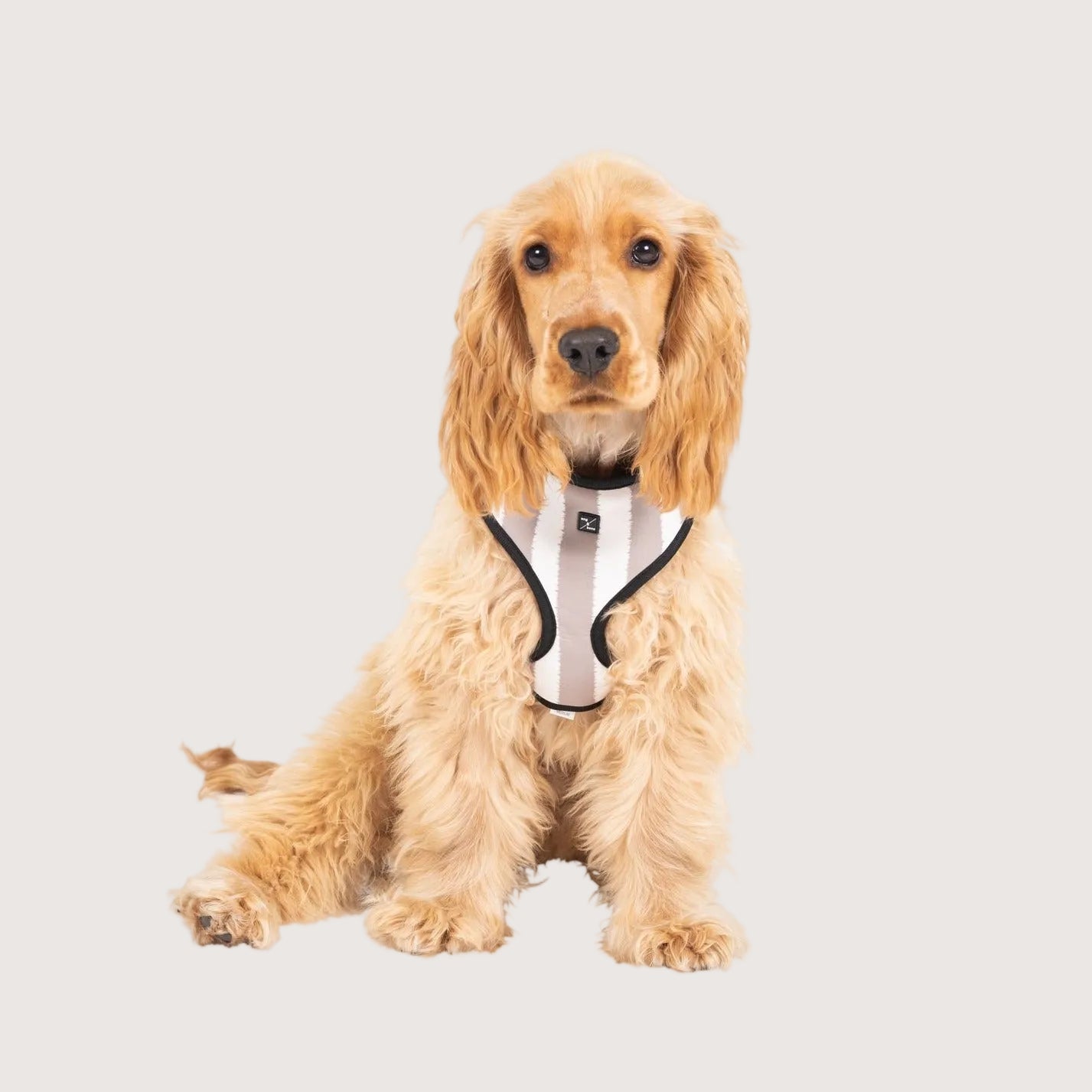 Neoprene Dog Harness - Latte Hamptons Stripe