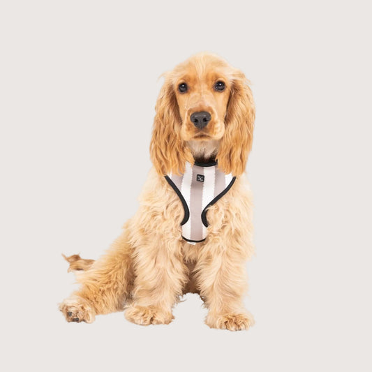 Neoprene Dog Harness - Latte Hamptons Stripe
