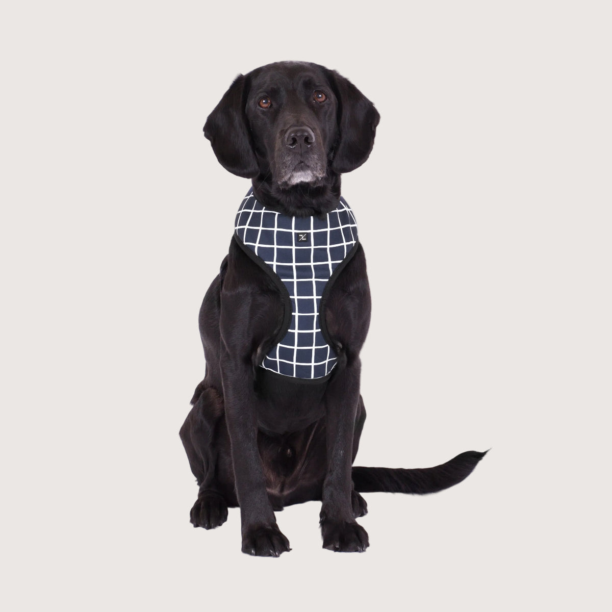 Neoprene Dog Harness - Navy Check