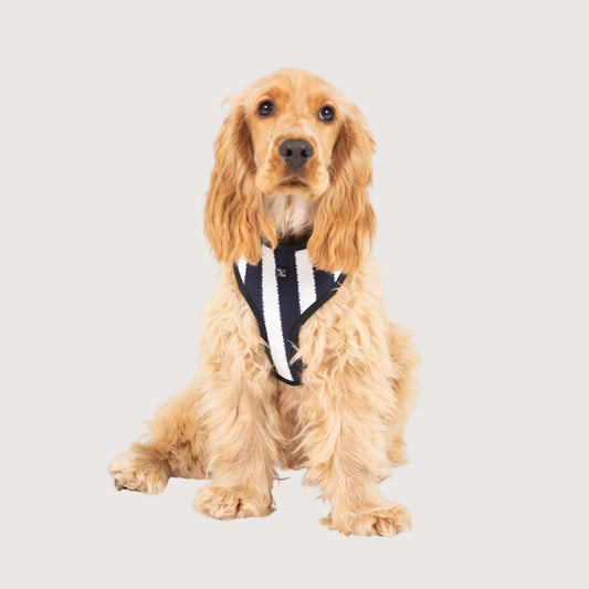 A dog wearing a navy striped neoprene harness with adjustable straps and brass fittings.