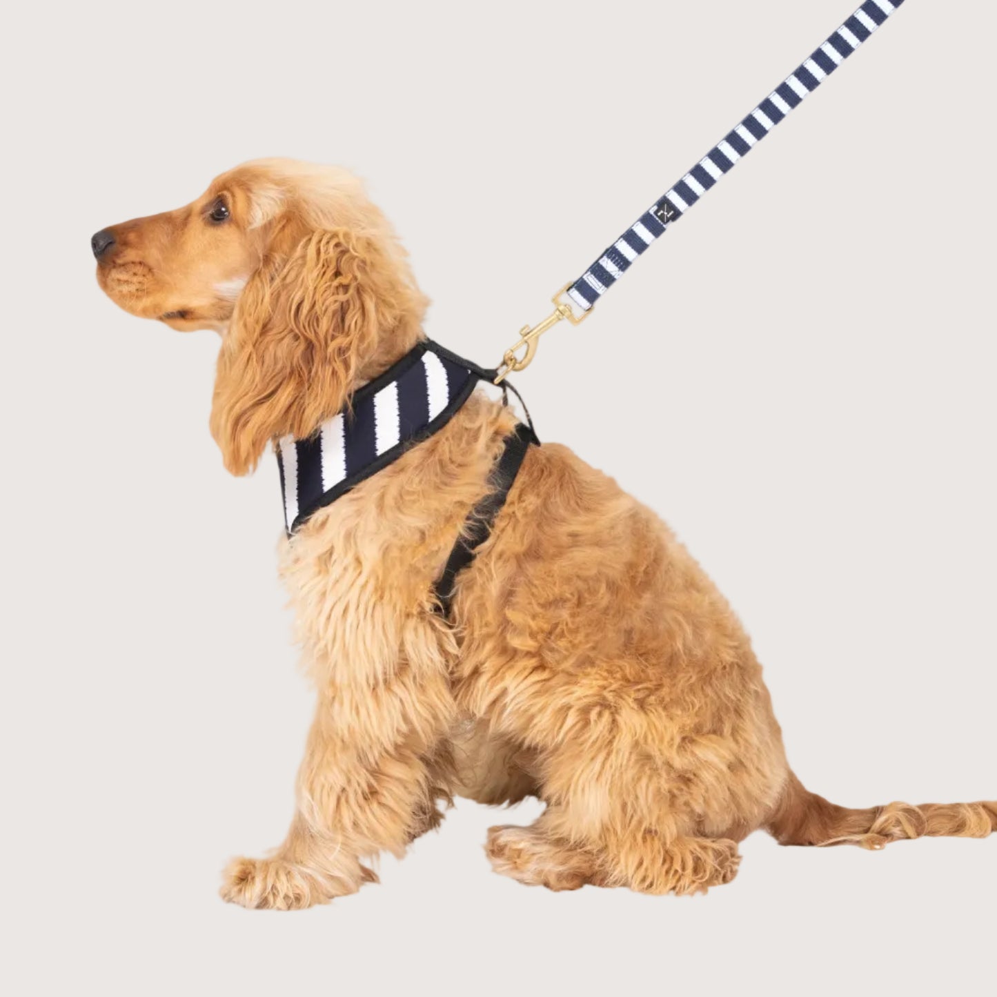 Neoprene Dog Harness - Navy Hamptons Stripe