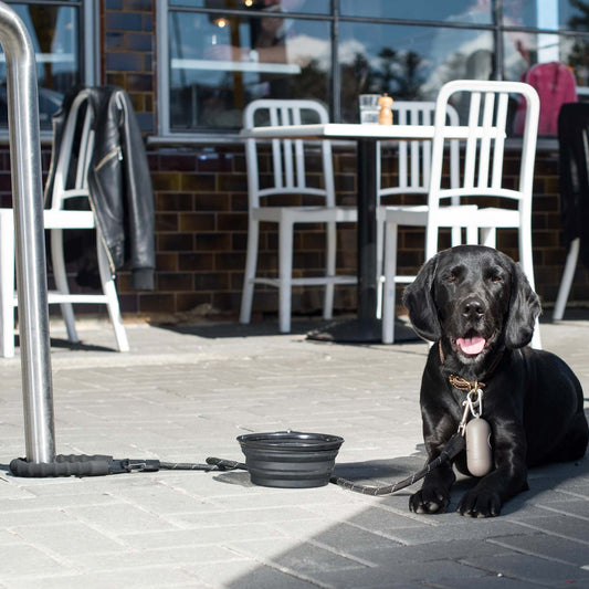 Multi-Function Clip Dog Lead