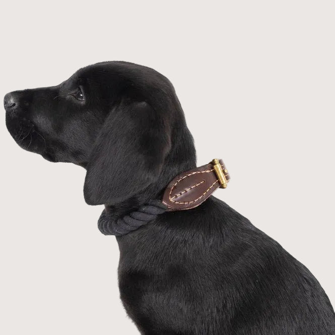 A black dog wearing a black rope and brown genuine leather collar with high quality brass fittings.