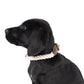 A black dog wearing a natural rope and brown genuine leather collar with brass fittings.