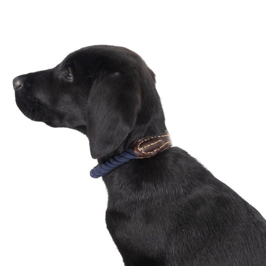 A black dog wearing a navy blue rope and brown genuine leather collar with high quality brass fittings.