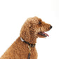 Rope Dog Collar - Grey