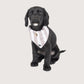 Mog and Bone Designer Dog Bandana - Latte Hamptons Stripe Print